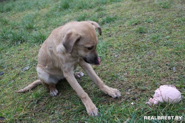 Собака, которая научила меня ценить время …