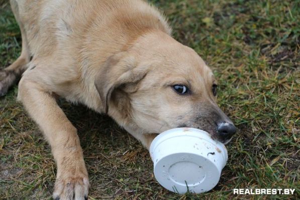 Собака, которая научила меня ценить время …