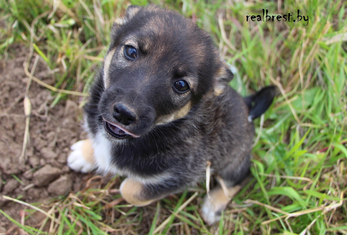 Смалодушничал