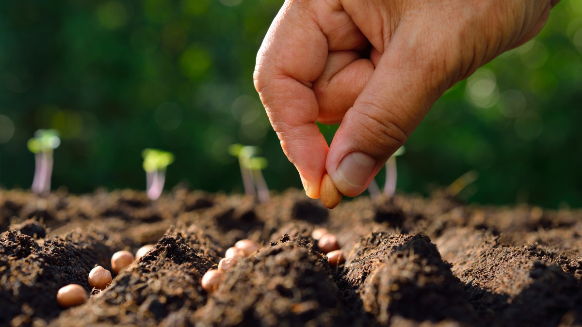 семена культур