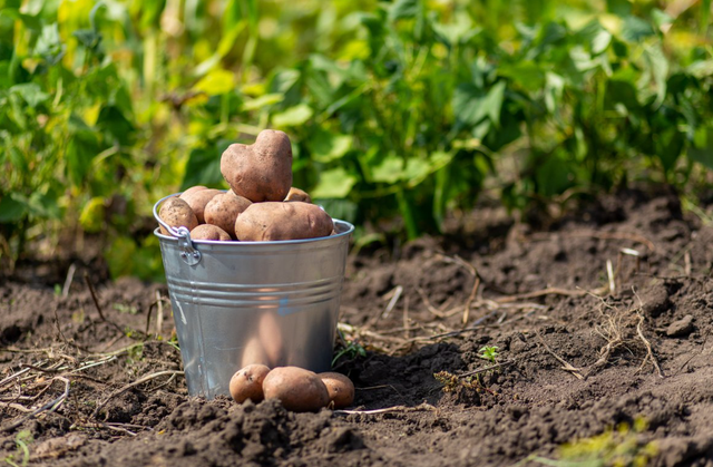 как вырастить картофель
